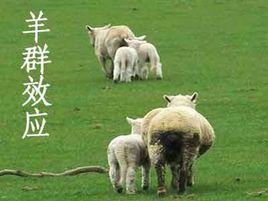 “羊群效应”是什么意思？