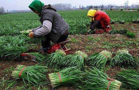 “割韭菜”是什么意思？