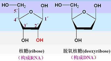 网络上的“脱氧核糖”是什么意思？