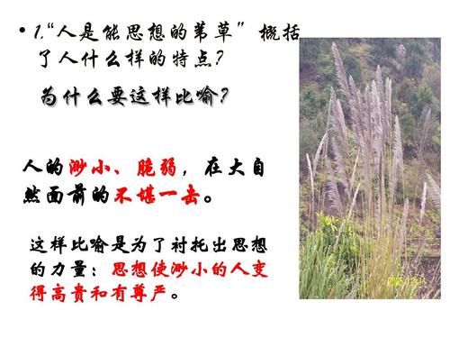 “人是一根能思想的苇草”是什么意思？(图3)