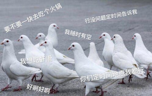 【网络用语】“鸽子友谊”是什么意思？