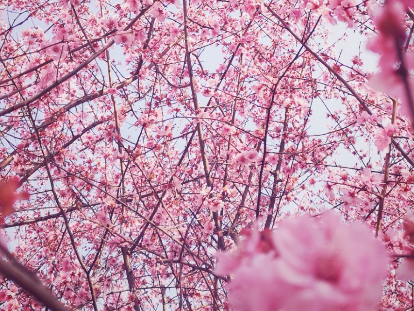 樱花的英文是Sakura吗？来看看新闻媒体怎么说