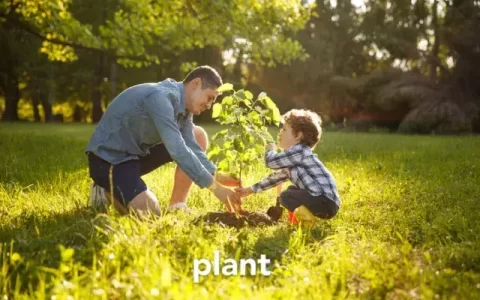 plant是什么意思？