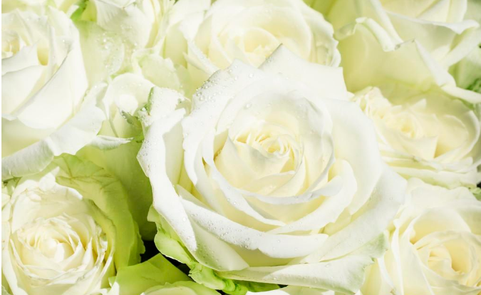 白玫瑰代表什么意思（白玫瑰的花语和寓意）