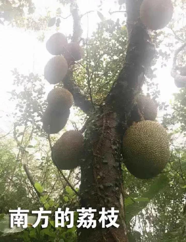 “南方的朋友回避一下”是什么意思？