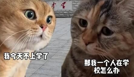 对话小猫是什么梗 对话小猫什么意思